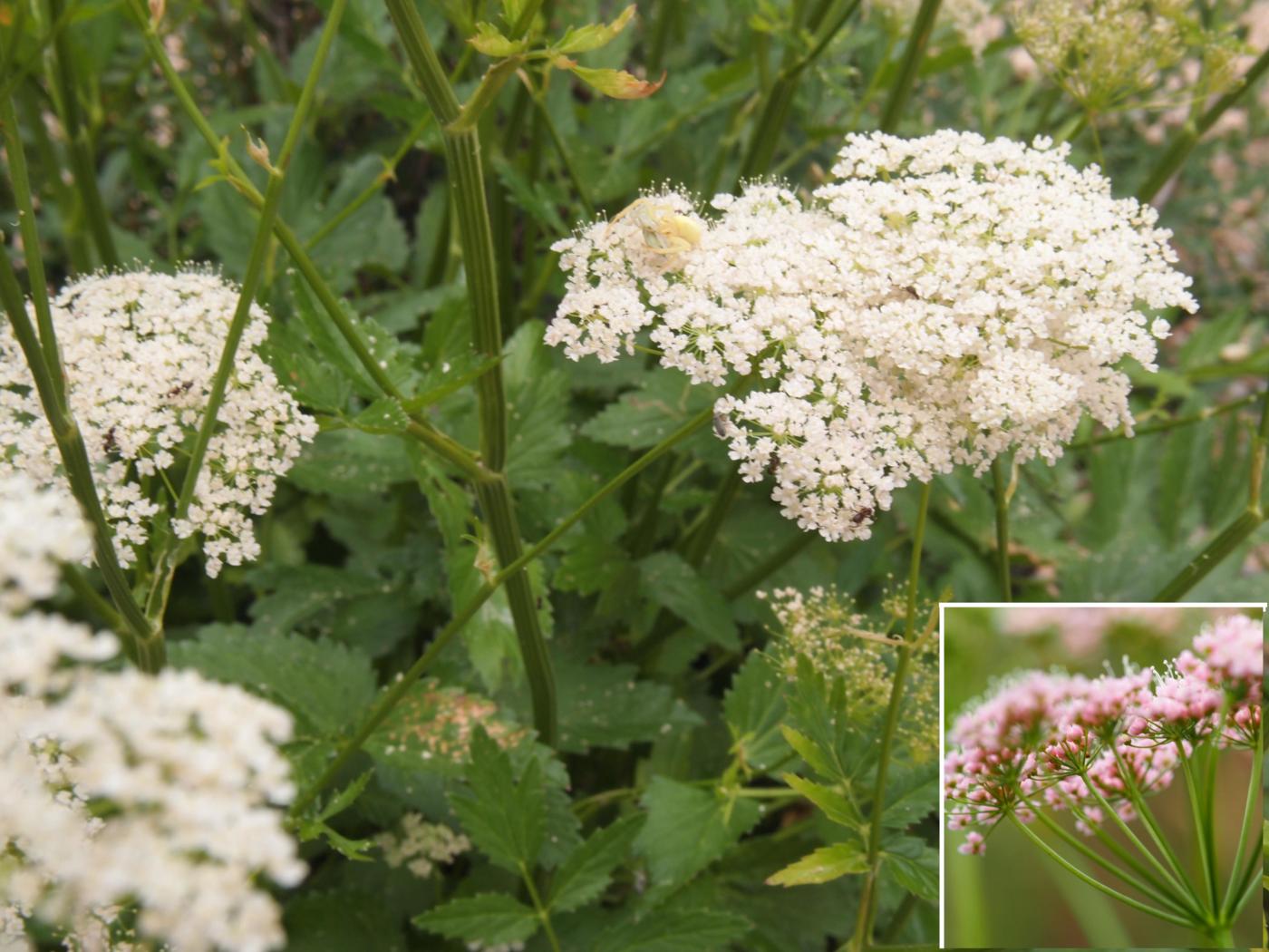 Burnet Saxifrage, Greater flower